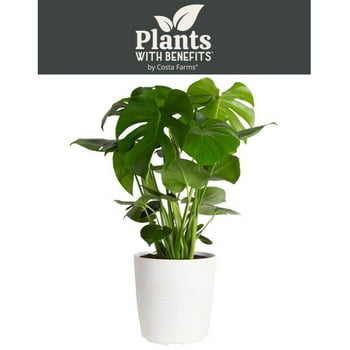 s with Benefits Live 24in. Tall Green Monstera ; 9.25in. Dcor Pot