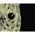 thumbnail image 3 of Tenoever, William 24x20 Black Modern Framed Museum Art Print Titled - Gold Type: Cholla Bones 1, 3 of 5