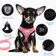 thumbnail image 4 of Typpkmm Dog Harness Walking Lead Leash for Small Dogs Collar Polyester, 4 of 7