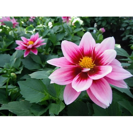 - LAMINATED POSTER Flower Blossom Dahlia Summer Petal Pink Nature Poster Print 24 x 36