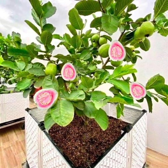 Sweet Pink Guava Tree Live Plant, Potted 8-10" in Tall Tropical Fruit Tree, Zones 9-11 for Outdoor Indoor Planting