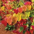thumbnail image 3 of Brighter Blooms - Bloomables® Flame Thrower® Redbud Tree, 3-4 ft. - No Shipping to AK, AZ, HI, OR, 3 of 6