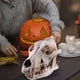 thumbnail image 4 of Resina cráneo decoración realista esqueleto cabeza coyote esculturas decorativas estilo gótico estilo anatómico enseñando apoyo para fiesta de halloween Yuarrent HA011086-00B, 4 of 7