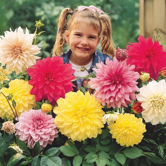 Mixed Dinnerplant Dahlia Dormant Bare Root Plant (4-Pack)