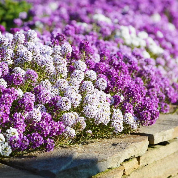 Eden Brothers Alyssum Seeds - Magic Circle Mix