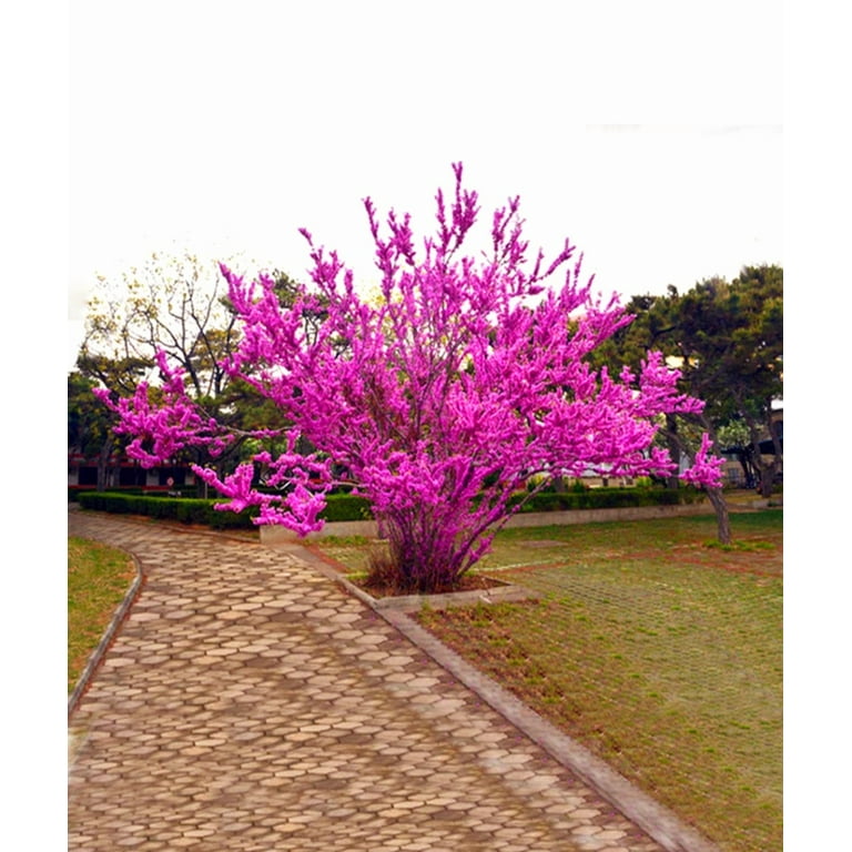 50 Chinese Redbud Tree Seeds Shrub Cercis 0r Bonsai Pink Purple Flower 2024  - Walmart.com