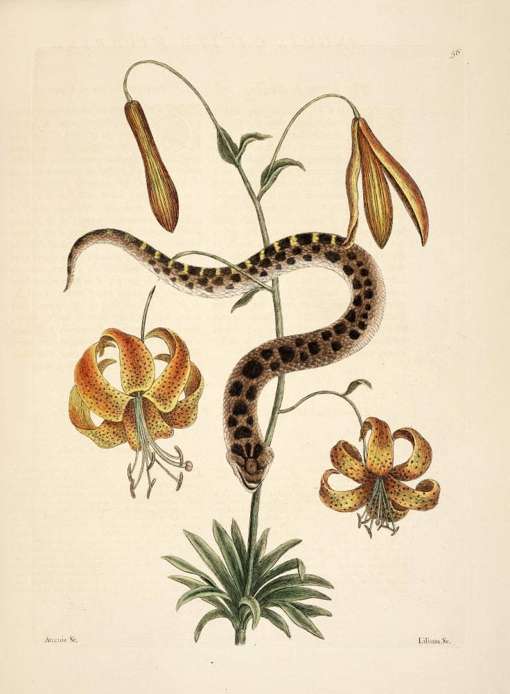 Hog-nose Snake Canv