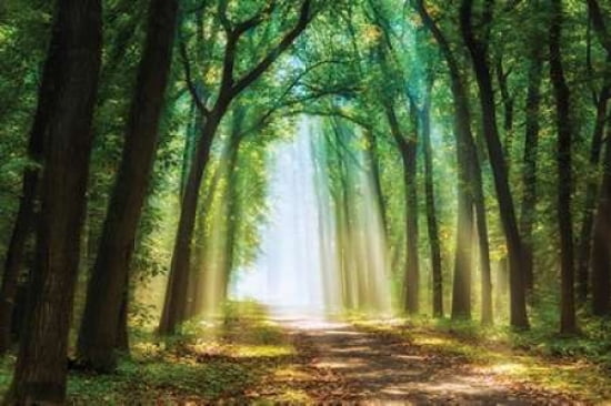 Curtain of Canvas Art - Lars Van de Goor ()