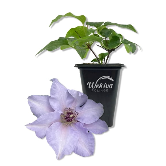 Clematis Eliza - Single - 2 Inch Pot