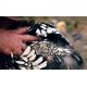 thumbnail image 5 of ZHAOCHENG Silla de montar para pollo de primera calidad, correas ajustables adecuadas para gallinas pequeñas, medianas y grandes, protector para aves de corral, protector, delantal, suministros, produ, 5 of 5