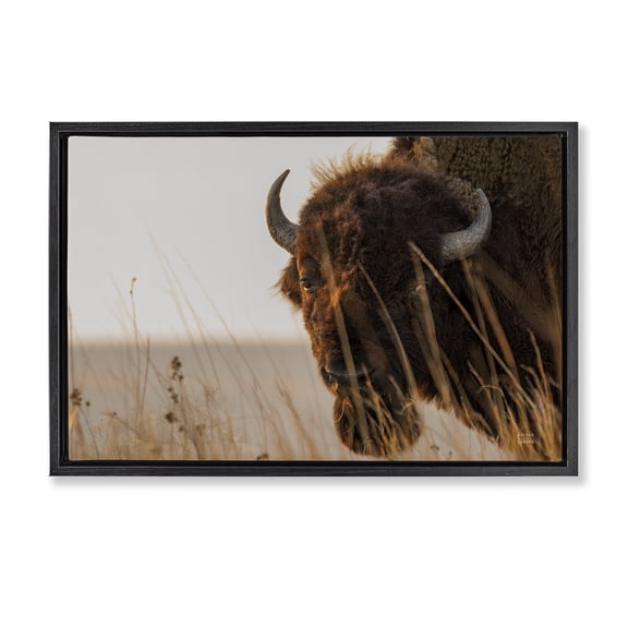 Stupell Industries Rustic Lodge Bison Sunset on Golden Prairie Black Floating Frame Canvas Art, 25 x 17, by Nathan Larson