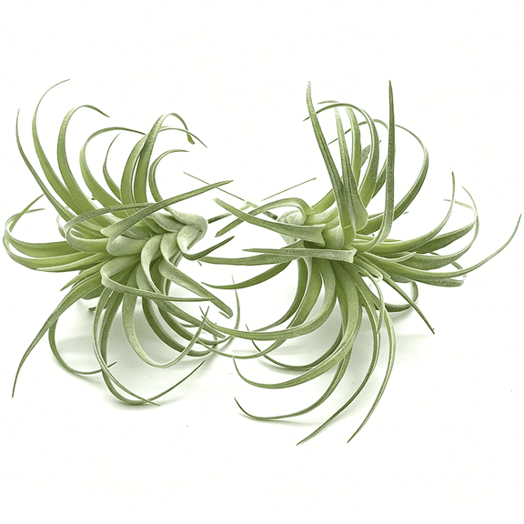 XIBUFE 2 Pcs Artificial Succulents Plants Unpotted Fake Flocking Air Plants Succulent Bromeliads Bouquet Arrangements Faux Plants Diy for Garden Terrarium Decor Home Decoration Green