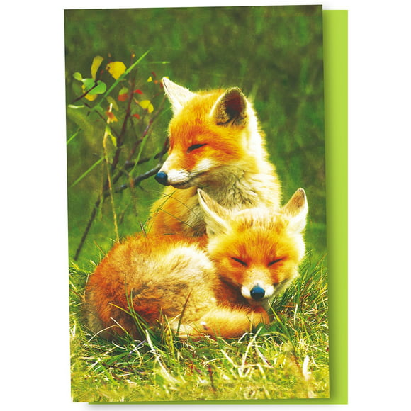 Tree-Free Greetings Foxes Relaxing Boxed Econotes Blank Note Cards with Matching Envelopes (FS56123)
