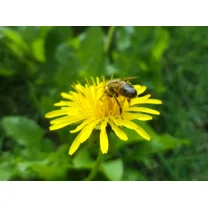 1000 Dandelion Seeds - Taraxacum officnale Seeds - Medicinal and Edible Herbs