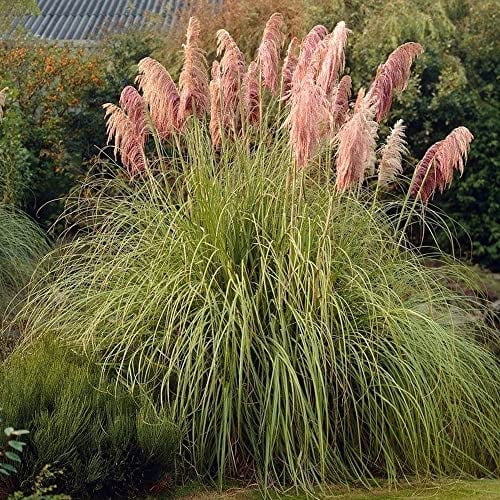 Pampas Grass – Fable Flowers