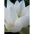 thumbnail image 2 of Christensen, Jim 25x32 White Modern Wood Framed Museum Art Print Titled - Lotus, 2 of 4