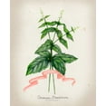 thumbnail image 2 of Goldberger, Jennifer 26x31 White Modern Wood Framed Museum Art Print Titled - Herb Series IV, 2 of 4