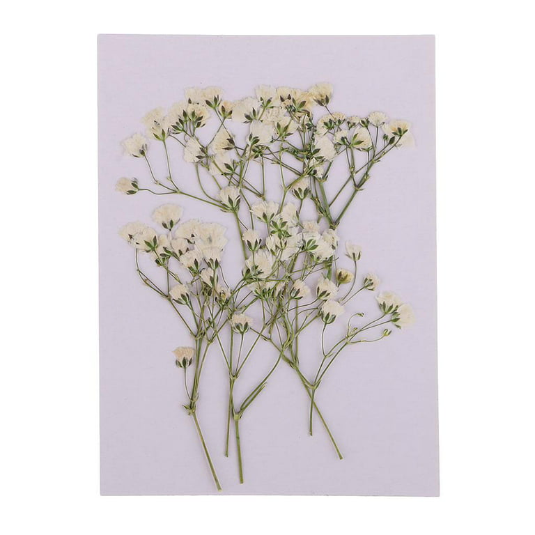 12 Pieces Real Pressed Flowers Dried Babys Breath Blossoms For