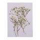 thumbnail image 2 of Hermosas Flores de Reales Prensadas Flores Secas Naturales para álbumes de Recortes Artes Y Manualidades Resina Joyería de Relleno Caja Gloria Flores secas prensadas, 2 of 9