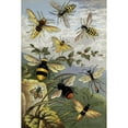 thumbnail image 2 of William Houghton 13x18 Black Ornate Wood Framed Double Matted Museum Art Print Titled - Hymenoptera (1877), 2 of 5