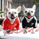 thumbnail image 3 of Ropa Para Perro Chaqueta De Béisbol Chaleco Suéter Mascotas, 3 of 8