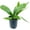 1 Plant, variant on Staghorn Fern - Live Plant in a 4 Inch Pot - Platycerium Bifurcatum - Extremely Rare and Exotic Ferns from Florida
