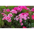 thumbnail image 5 of 500 Pink FAREWELL TO SPRING Clarkia Elegans Godetia Flower Seeds, 5 of 9