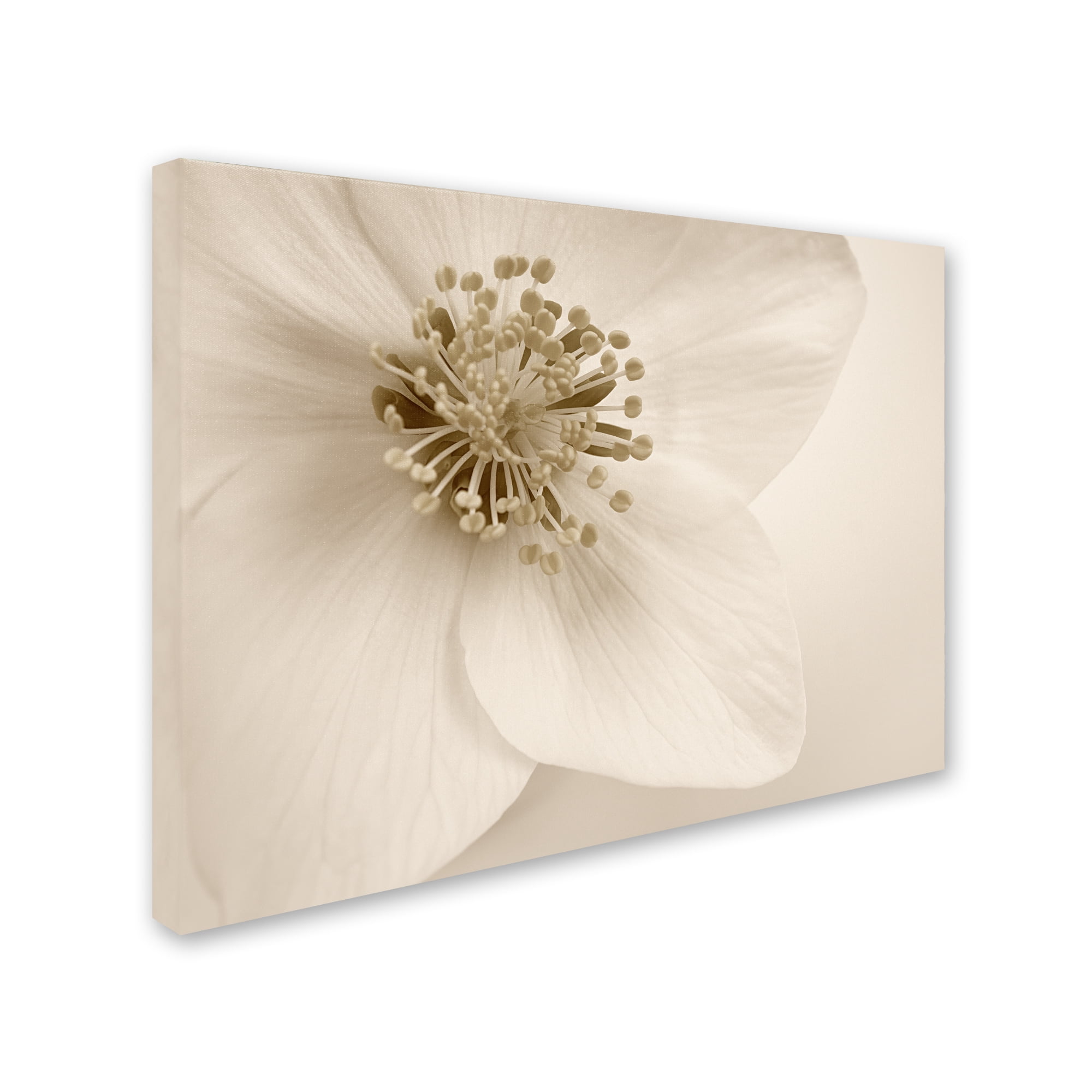 Trademark Fine Art 'Hellebore Christmas Rose' Canvas Art by Cora Niele