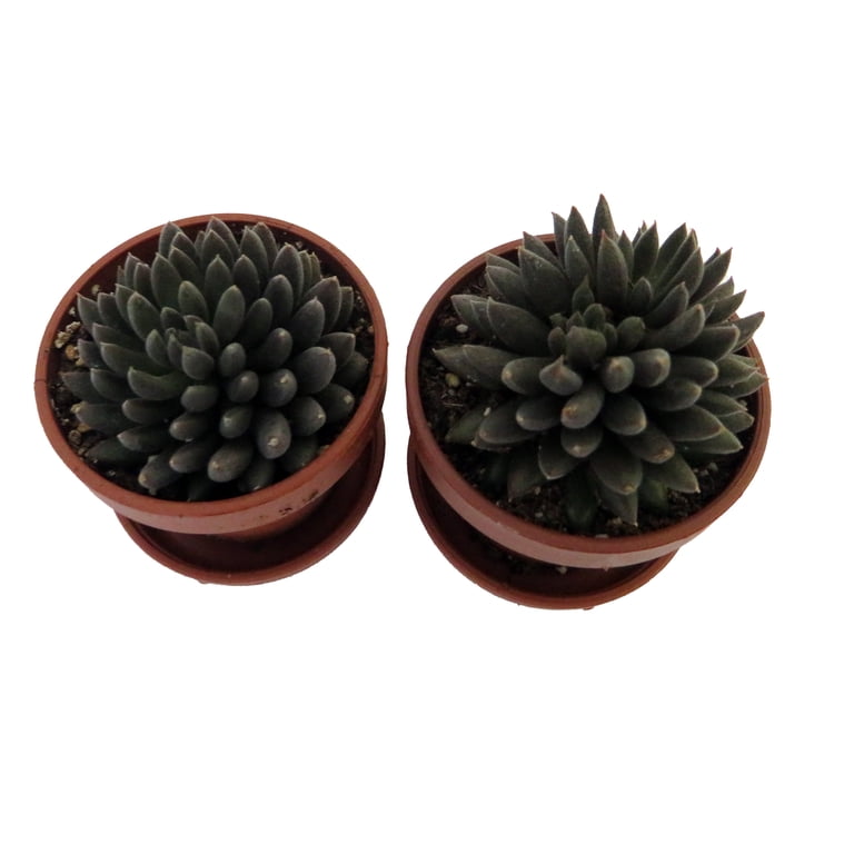 Chinese Jade Succulent- Sinocrassula Yunnanensis - 2 Plants in 1" Pots