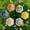 6pcs-b, variant on 2026 Flower Bee Drinking Station for the Garden, Insect Drinking Station Bee Bar Water Drinker, Blossom Gardens Stake Garden Gift Feeding Bowl