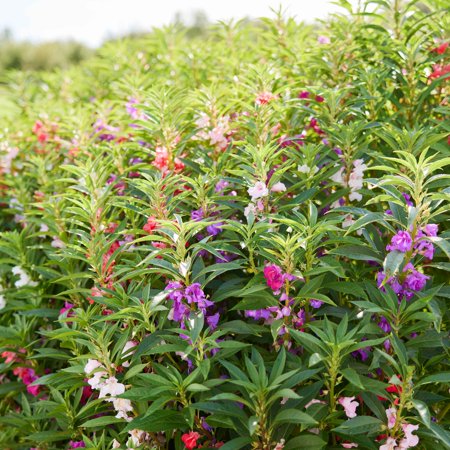 Impatiens Seeds - Camelia Flowered Mixed - 1 Ounce - Pink/Purple/Red Flower Seeds, Heirloom Seed, Open Pollinated Seed Attracts Bees, Attracts Butterflies, Attracts Pollinators
