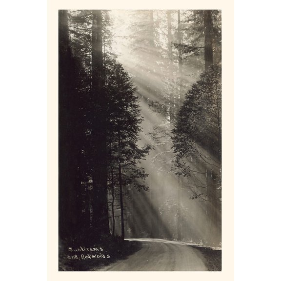 Pocket Sized - Found Image Press Journals: Vintage Journal Sunbeams and Redwoods (Paperback)