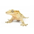thumbnail image 2 of Crested Gecko White Wall Mural by Wallmonkeys Peel and Stick Graphic (24 in W x 17 in H) WM230635, 2 of 4