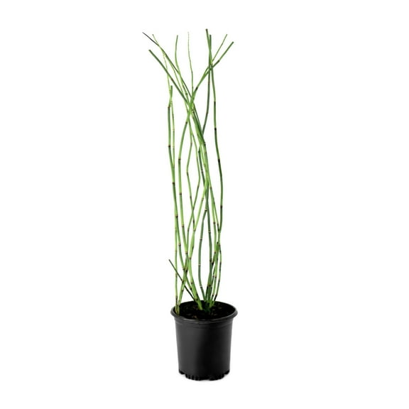 1 gal. Equisetum Horsetail Plant