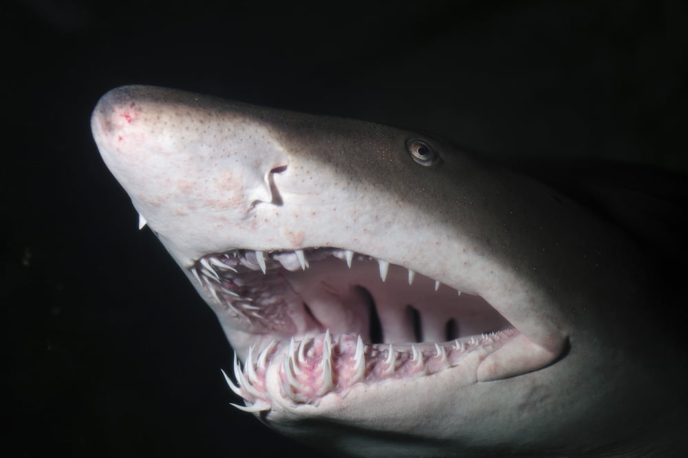Sand tiger shark Poster Print by VWPicsStocktrek Images - Walmart.com