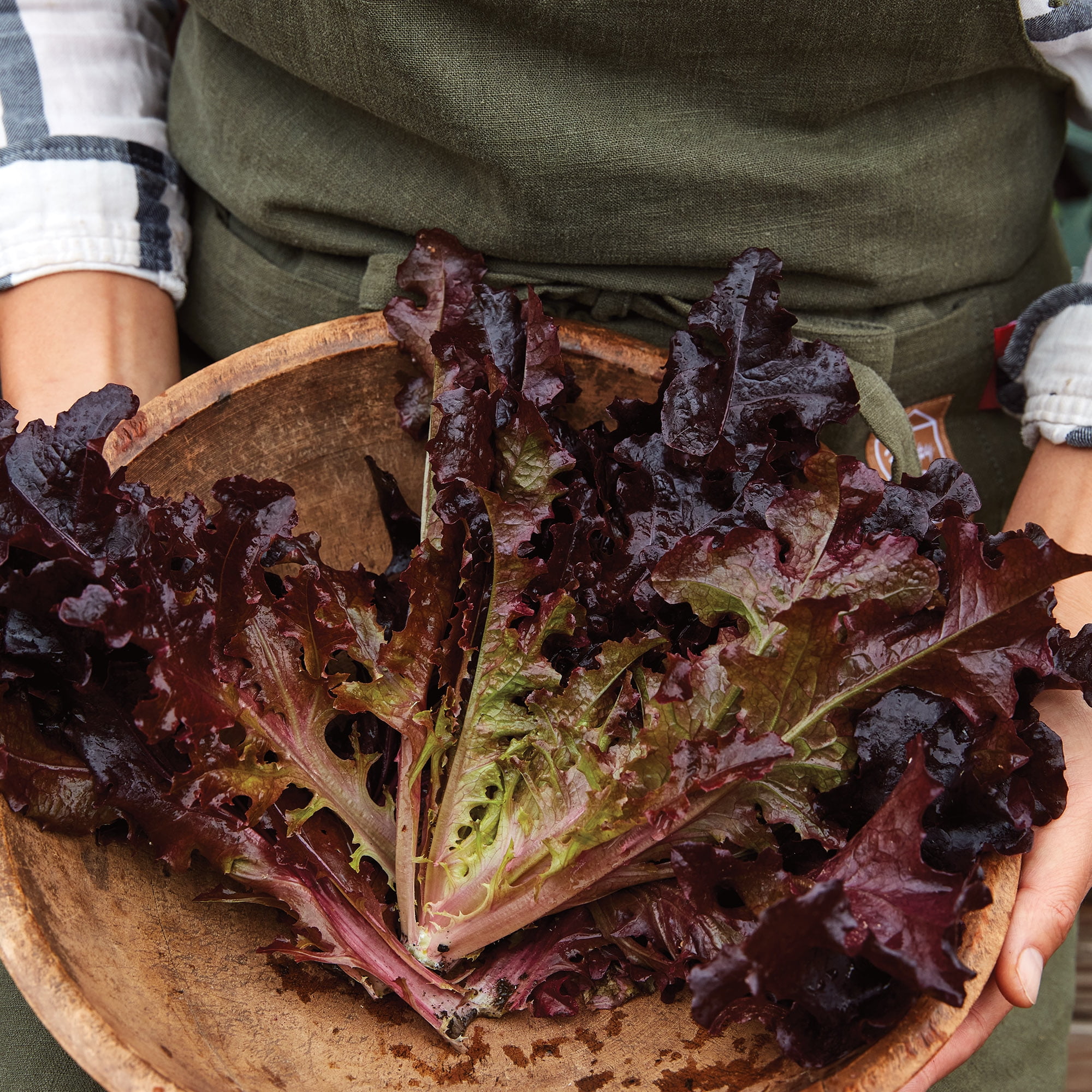 Burpee Red Salad Bowl Lettuce Vegetable Seed, 1-Pack