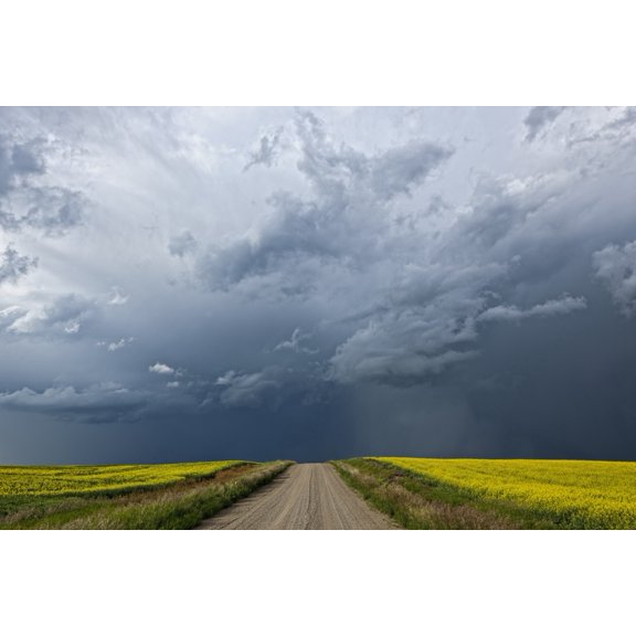 Storm clouds gather over a sunlit canola field and road Alberta Canada Canvas Art - Robert Postma  Design Pics (34 x 22)
