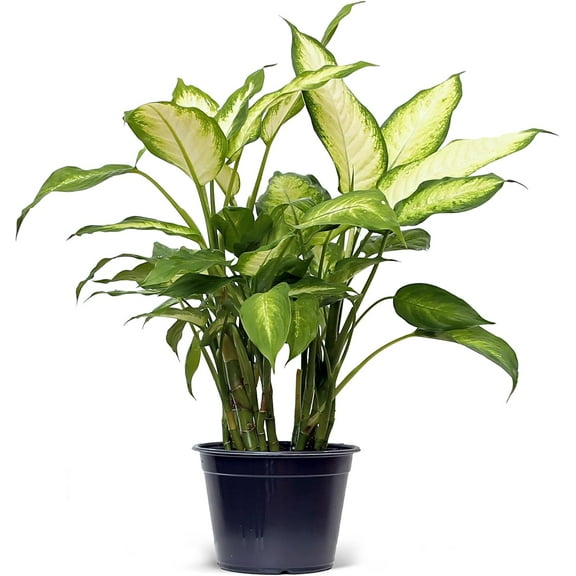 Live Dieffenbachia, Dumb Cane, Potted Variegated Houseplant, Office Gift, Plant Lover Gift, Air Purification Plant, Sympathy Gift, Mom Birthday Gift, Housewarming Gift in 6" Pot