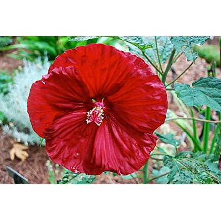 Cherry Brandy Giant Hibiscus Rose Mallow Perennial - Huge Flowers - Gallon (Best Perennial Flowers For Full Sun)