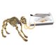 thumbnail image 1 of Kits de Huesos de Dinosaurios de Simulación con Herramientas de Excavación Juguete Educativo de Geología Ciencia de Naturaleza Hugo  Kits de excavación de dinosaurios para niños, 1 of 10