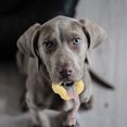 thumbnail image 4 of Durable Interactive Dog Chew Toy for Aggressive Chewers Long Lasting Bone Design Promotes Health and Playful Engagement, 4 of 5