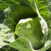Early Jersey Wakefield Cabbage Seeds - 1 LB ~104,000 Seeds - Heirloom, Open Pollinated, Non-GMO, Farm & Vegetable Gardening & Micro Greens Seeds