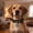 A, variant on Pet Collar Adjustable with Bow, QQZ Soft Nylon Dog Collar for Small Medium Large Dogs, Fashion Safety Release Buckle Puppy Cat Collar for Daily Walks Gifts
