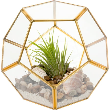 Mindful Design Geometric Dodecahedron Desktop Garden Planter Glass
