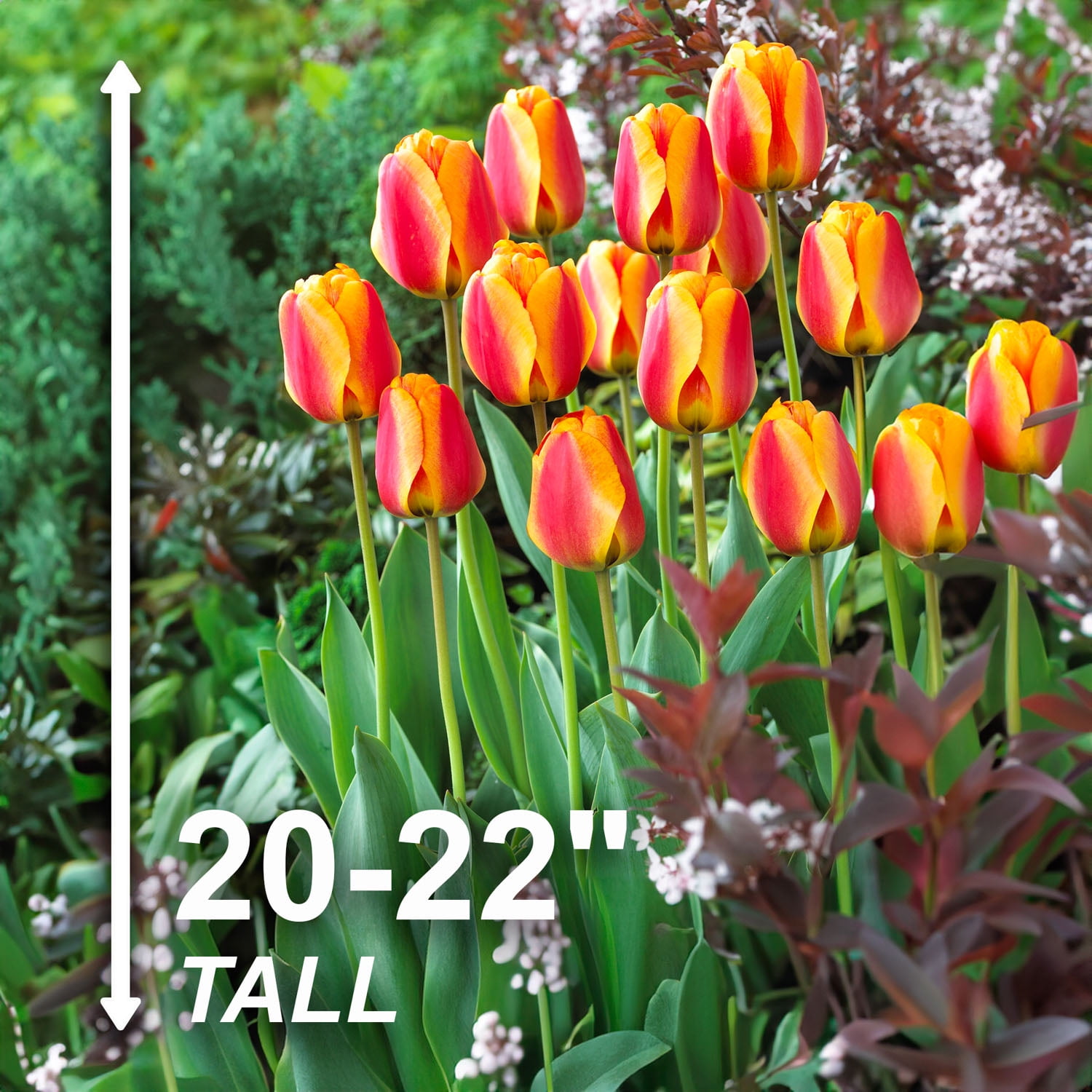 Garden State Bulb Darwin Hybrid Apeldoorn's Elite Tulip Flower Bulbs, 12/+ cm (Bag of 100)