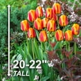 thumbnail image 2 of Garden State Bulb Darwin Hybrid Apeldoorn's Elite Tulip Flower Bulbs, 12/+ cm (Bag of 250), 2 of 8