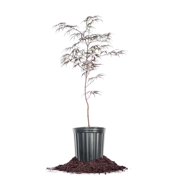 Perfect Plants Tamukeyama Japanese Maple 1 Gallon