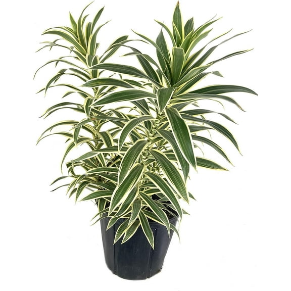 Song of India Plant - Live Plant in a 10 Inch Grower's Pot - Dracaena Reflexa - Beautiful Easy to Grow Air Purifying Indoor Plant