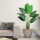 thumbnail image 5 of QinaQin Planta artificial Ave del Paraíso de 48 pulgadas con maceta, hojas tipo plátano para decoración de sala, oficina o interior, 5 of 7