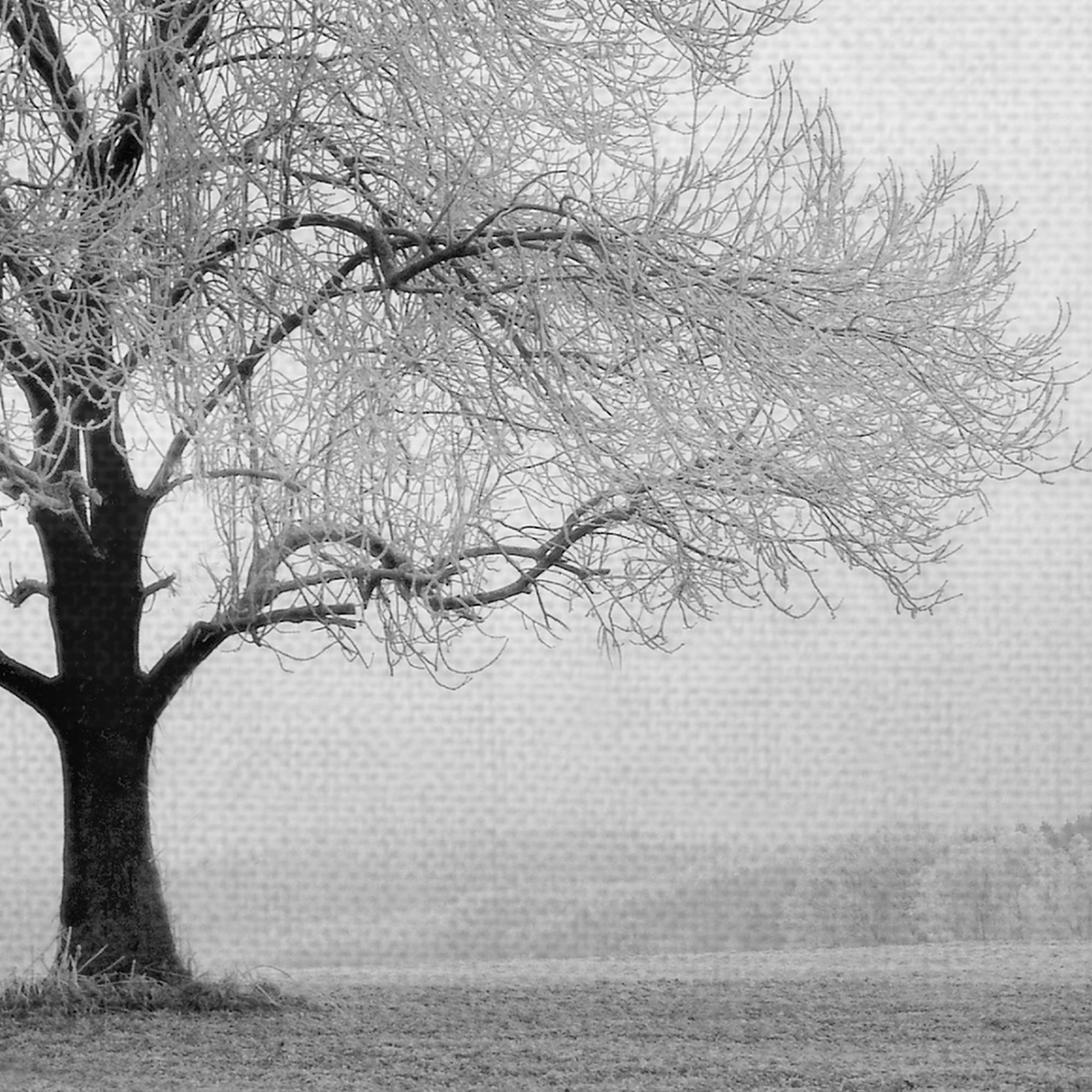 Masterpiece Art Gallery Winter Tree Serenity by Ilona Wellmann Canvas Photo Art Print 24" x 36"